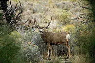 small picture of a buck